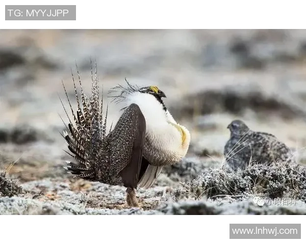 世界足坛谁的鸟最大揭秘 球星身高与体格全面对比分析